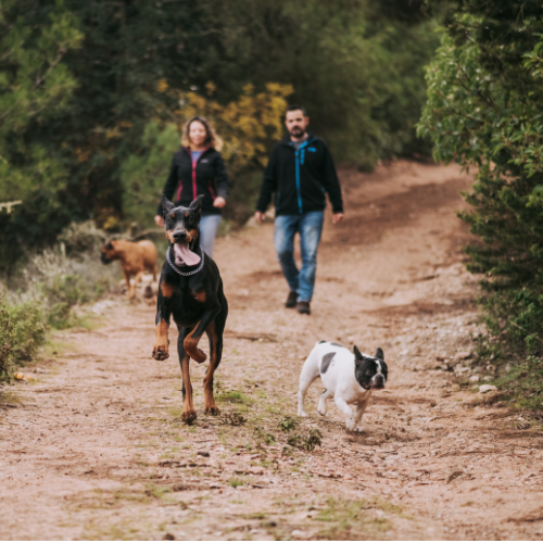 2 humains en train de se promener en foret avec 3 chiens
