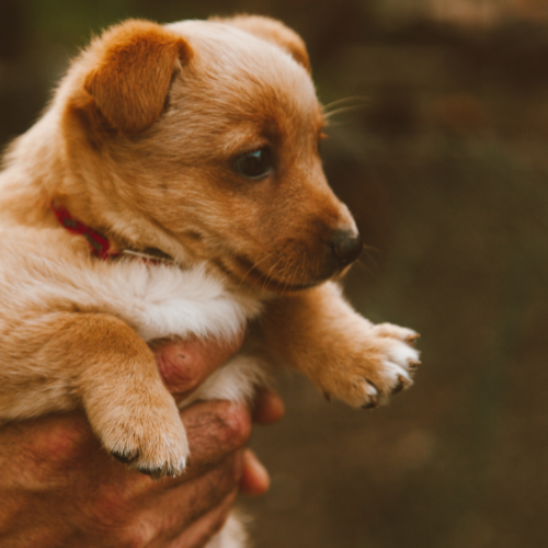 petit chiot beige et blanc tenu dans les mains