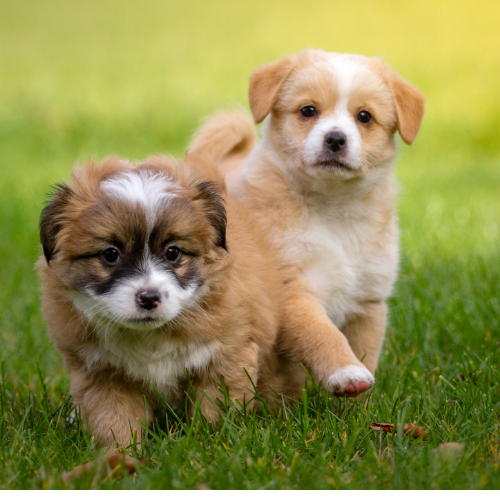 photos de 2 chiots dans l'herbe, un beige et blanc l'autre beige blanc et marron en récrée avant le cours d'éducation