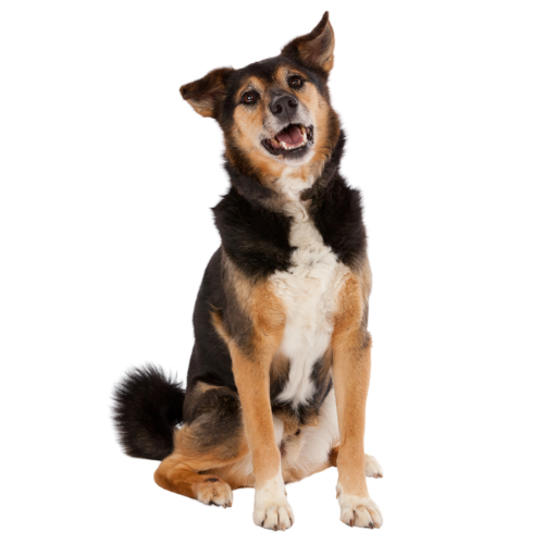 chien tricolore assis sur fond blanc, il a la tête de coté et les oreilles attentives